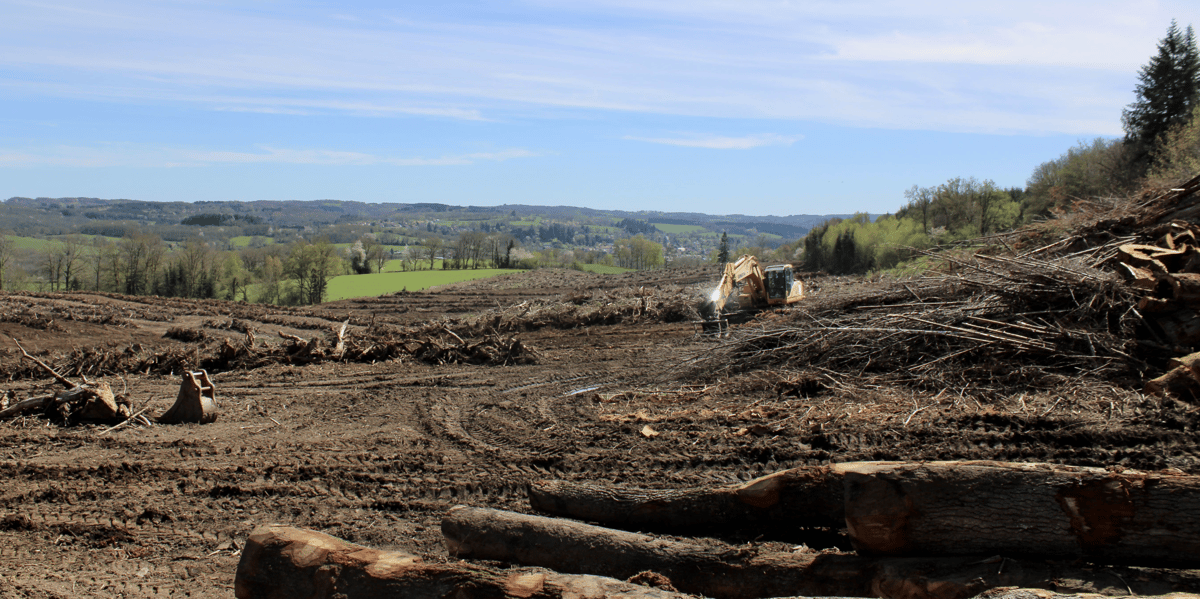 forêt coupe rase limousin bois