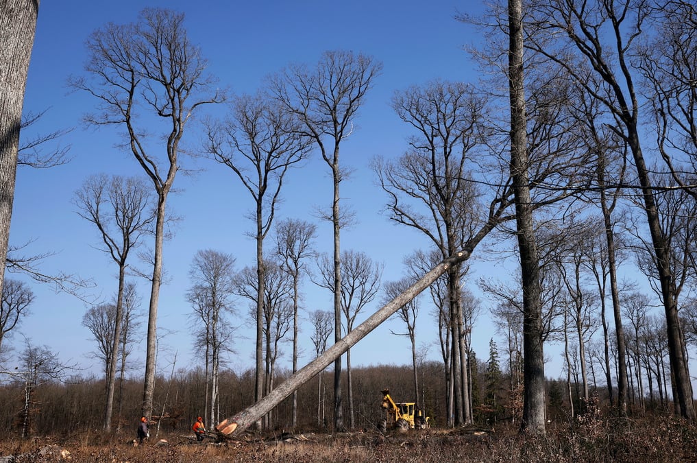 forêt française