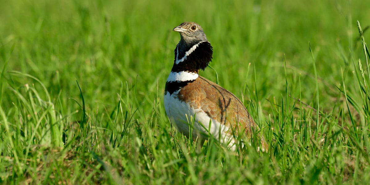 L'outarde canepetière, un oiseau nichant principalement en Poitou-Charentes menacé d'extinction, pour décider du sort de 16 retenues d'eau agricoles dans les Deux-Sèvres.