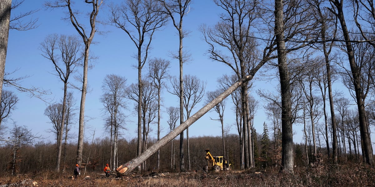 forêt française