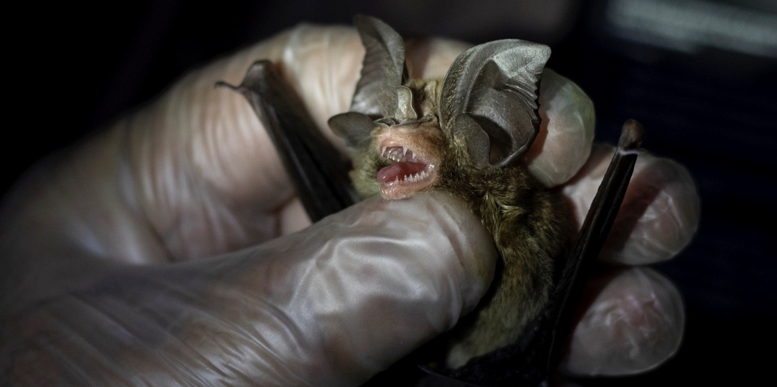 chauve-souris