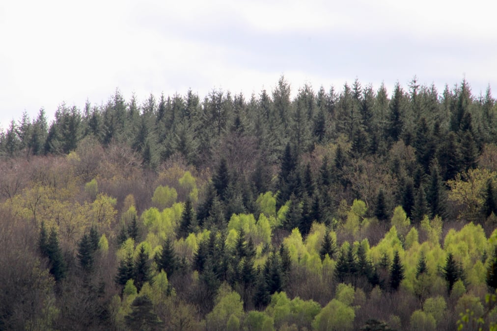 Entre 20 et 25% du volume de bois résineux exploités sur toute la région Auvergne-Rhône-Alpes se situe dans ce parc régional du Livradois-Forez.