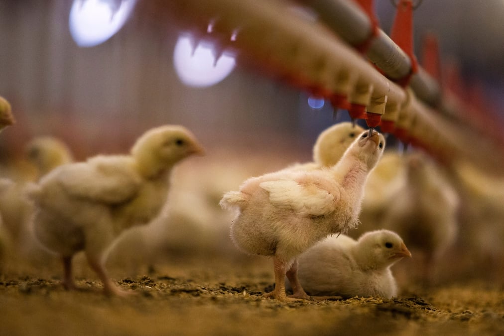 Des poussins dans une ferme d'elevage