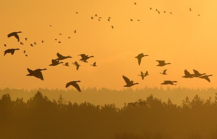 Un millier de chasseurs manifestent pour la chasse a l'oie