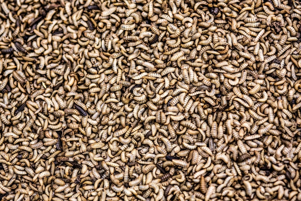 Insectes
