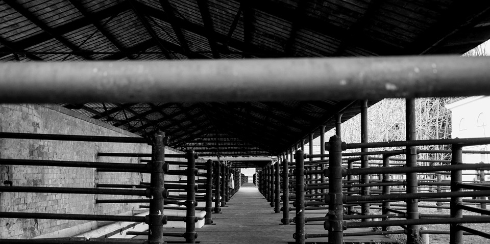 abattoir
