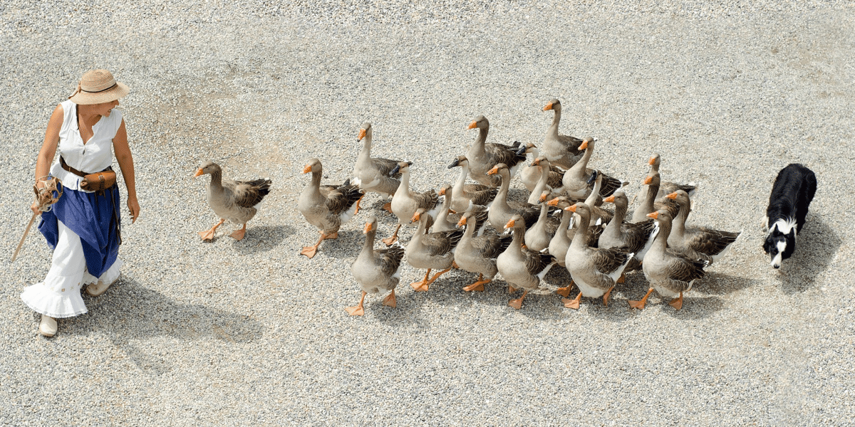 Foie gras canard