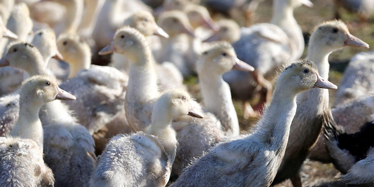 Le gouvernement a rendu obligatoire la vaccination contre la grippe aviaire dans les élevages de plus de 250 canards (hors reproducteurs).