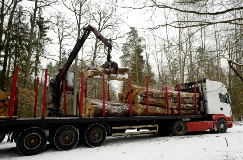 Foret de bialowieza: la pologne a enfreint le droit, juge la cjue