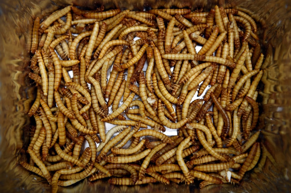 La production de protéines d'insectes bat de l'aile.
