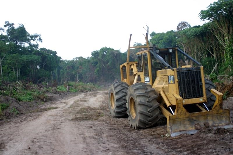 La rdc approuve l'abattage de forets dans une zone riche en co²