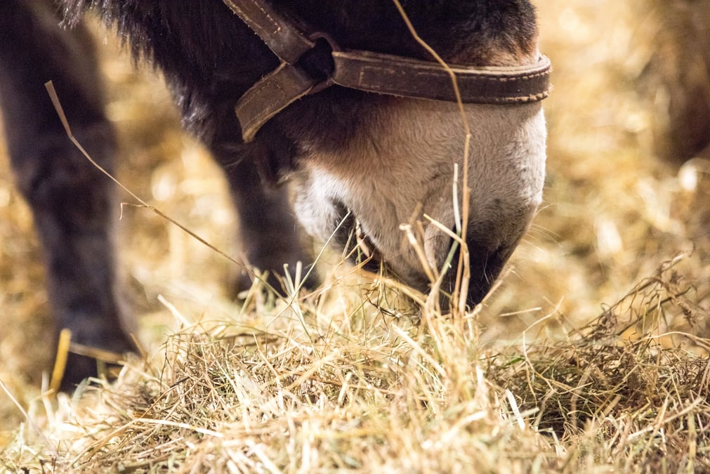 Salon de l'agriculture 2018