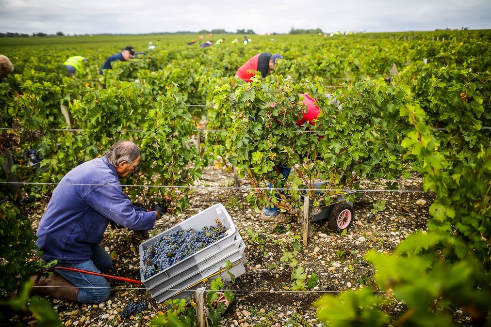 Vendanges Baron Philippe de Rothschild