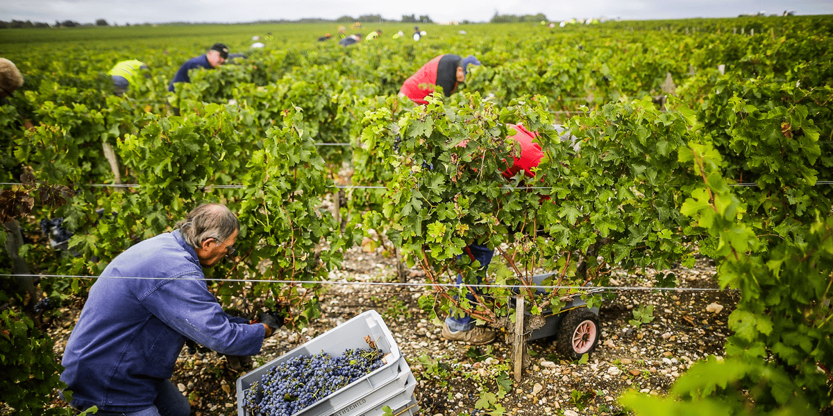 Vendanges Baron Philippe de Rothschild