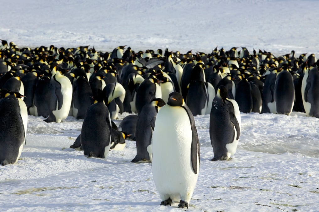 Climat: le manchot empereur gravement menace d'extinction