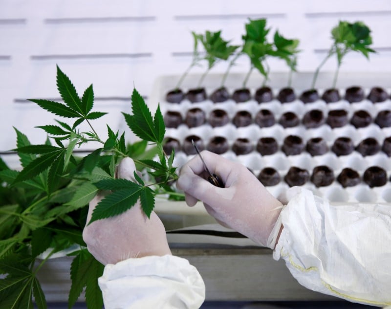 Le parlement portugais autorise l'usage therapeutique du cannabis