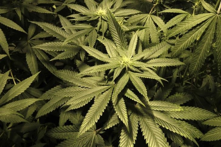 Trois tonnes de resine de cannabis saisies dans les landes