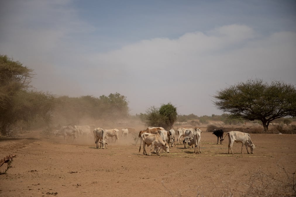 La famine menace dans la corne de l'afrique, selon l'onu