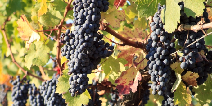 Montrose vignes