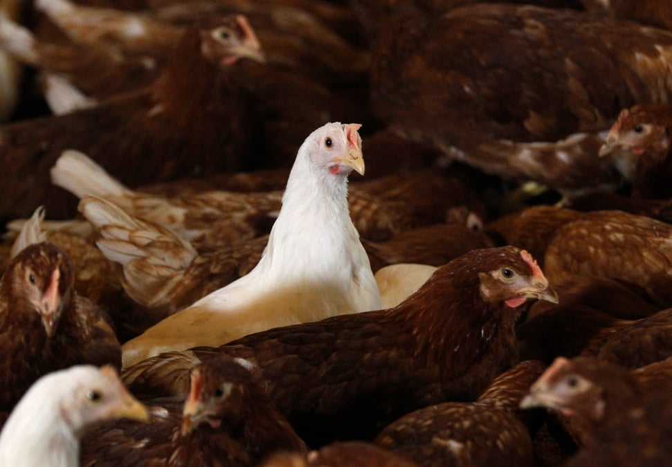 La presence du virus h5n8 confirmee dans un autre elevage allemand