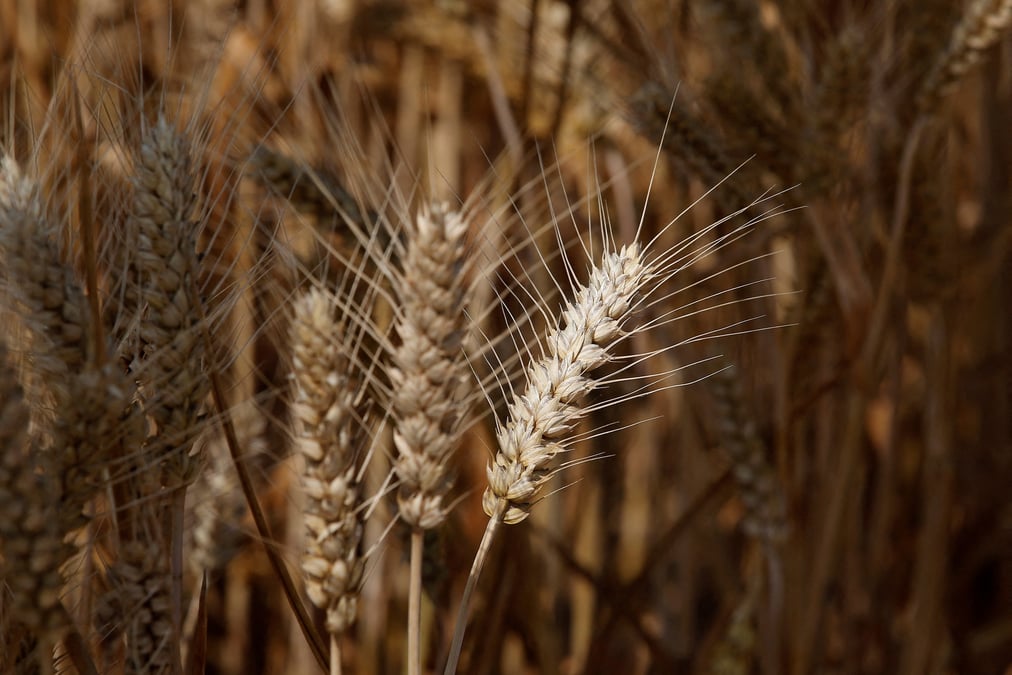 Visite des medias dans une ferme de syngenta, dans le comte de wei, en chine