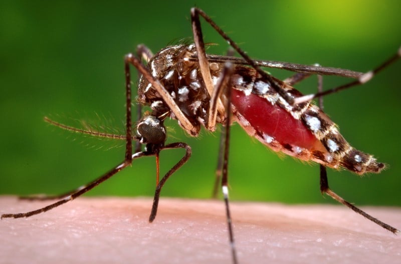 Quatrième cas de dengue autochtone dans le sud de la France