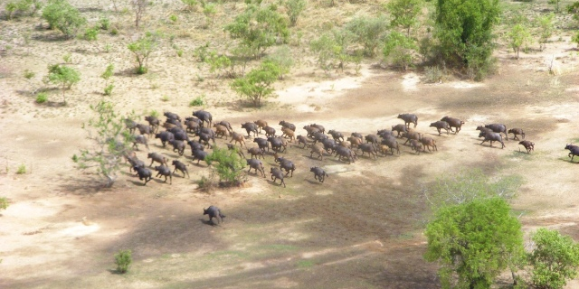 Parc Arly Burkina Faso