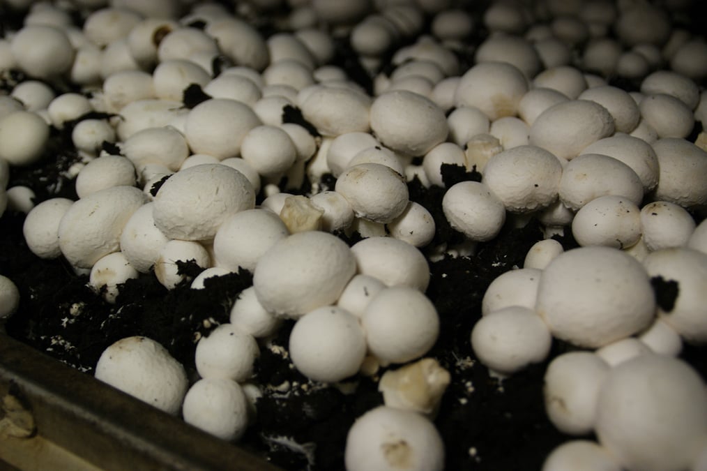 champignon