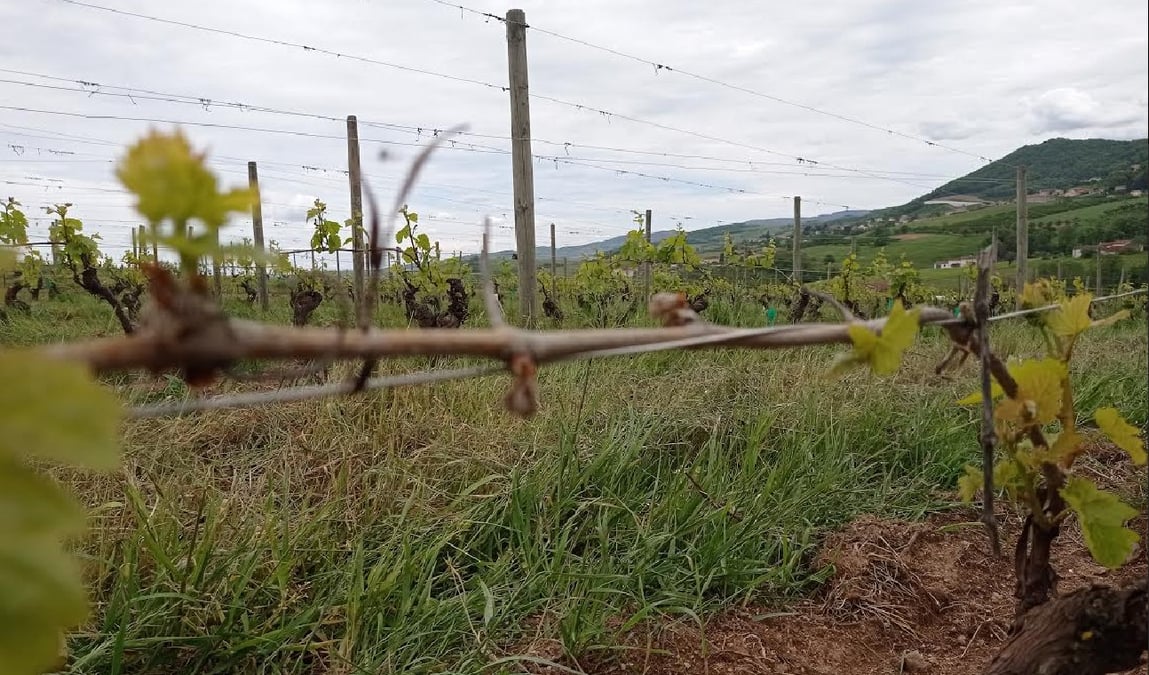 gel vigne et arboriculture