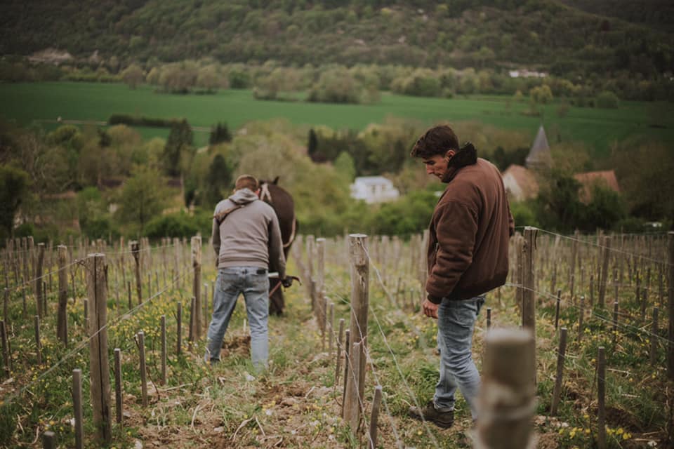 Camille Ravinet cultive de la vigne en bio et traction animale au-dessus de Giverny (Eure), sur un terrain qui était un vignoble un siècle auparavant.