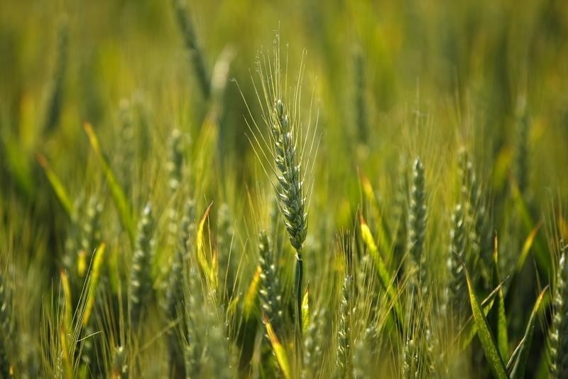 Vilmorin affiche des resultats en baisse