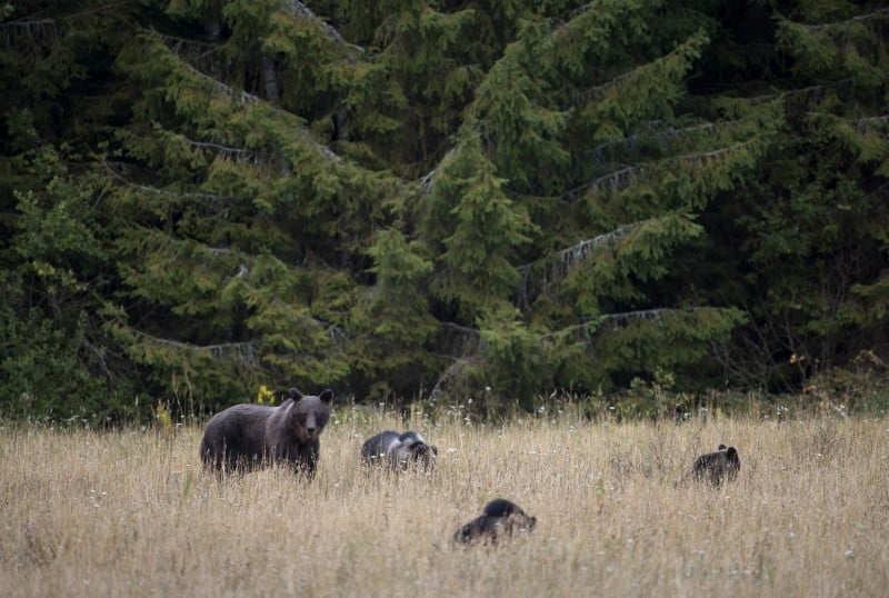 Manifestation contre la reintroduction d'ours en bearn