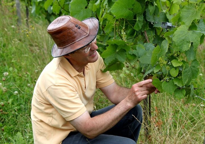 viticulture Normandie