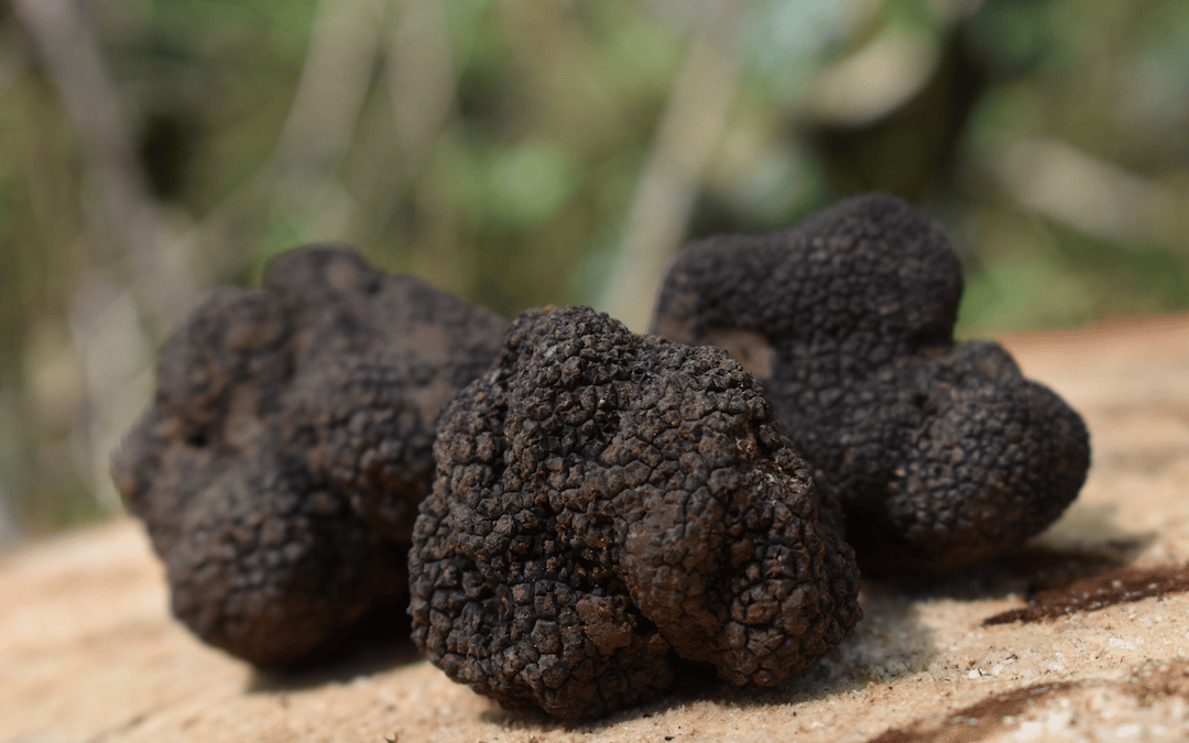 Truffe