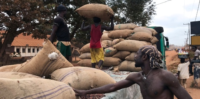 cacao fèves Cameroun