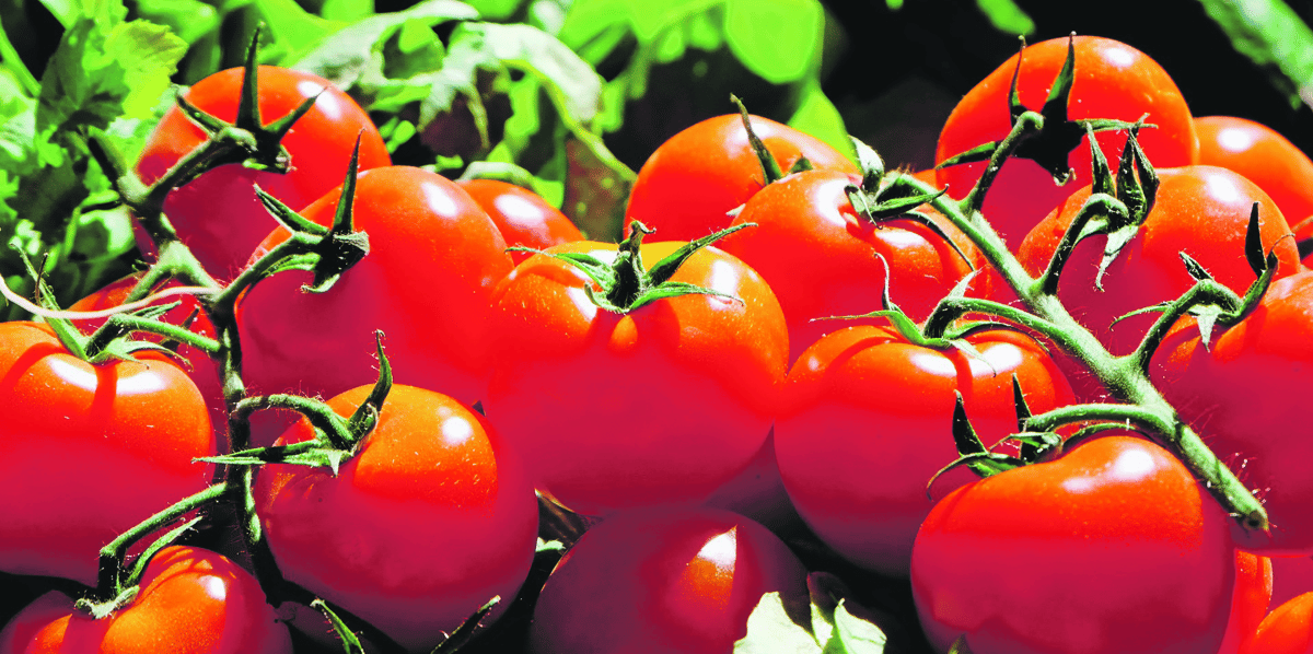 Tomates sans pesticides