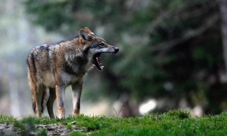 Les deputes de montagne redoutent l'inflation des loups