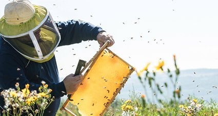En France, en 2024 la production de miel, assurée par 70.000 apiculteurs dont 90% très petits, a chuté de 40% par rapport à l'année précédente, calcule l'Unaf.