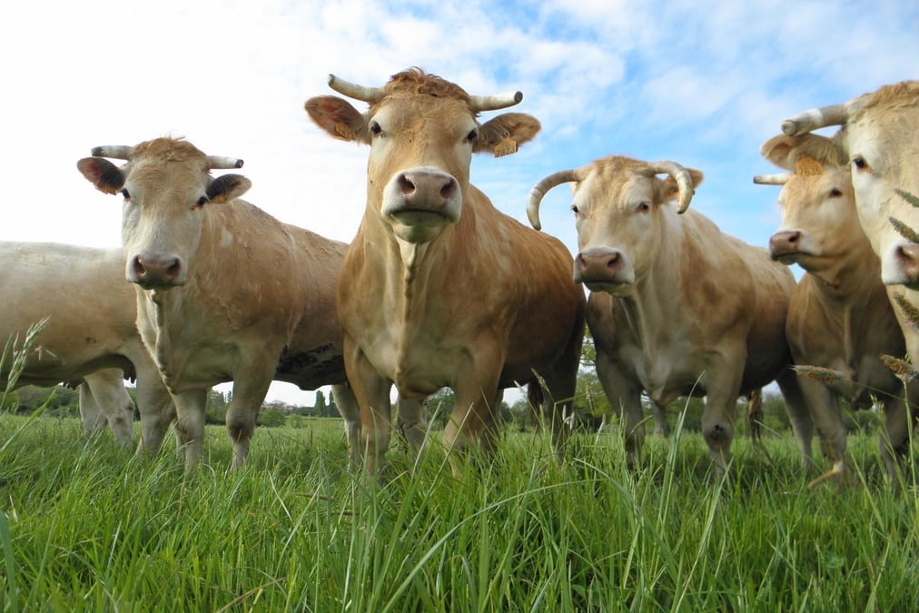 Les agriculteurs sont particulièrement inquiets des « mesures de dépeuplement » ordonnées par l'État et coordonnés par les Préfectures, consistant à abattre l'ensemble d'un troupeau lors de la détection d'un animal malade.