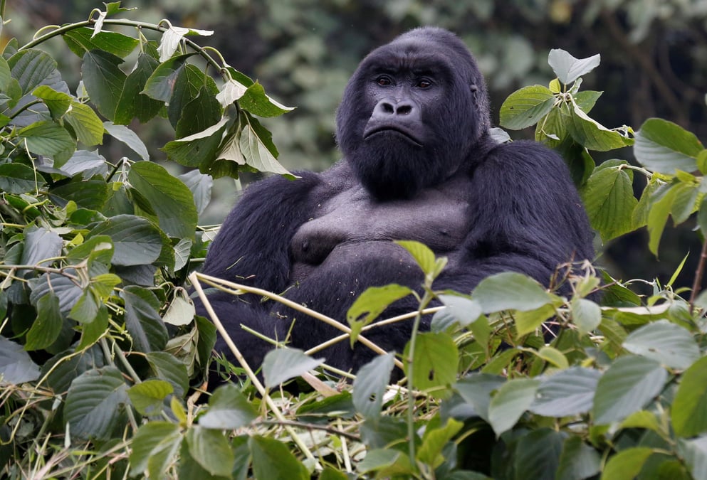 La population de gorilles de montagne depasse 1.000 individus