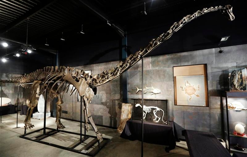 Un squelette de diplodocus adjugé pour 480.000 euros à Londres