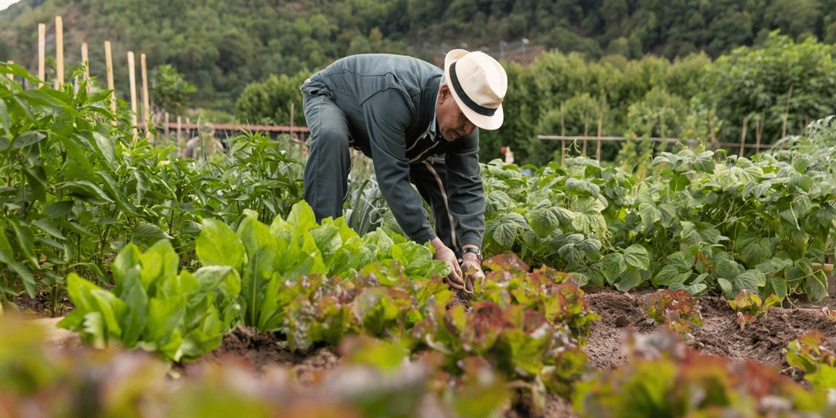 Agriculture urbaine alimentation Grenoble
