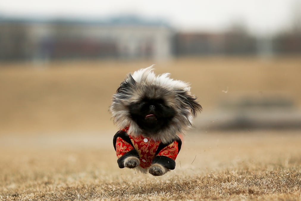 Les chiens bientot reconnus comme animaux de compagnie en chine