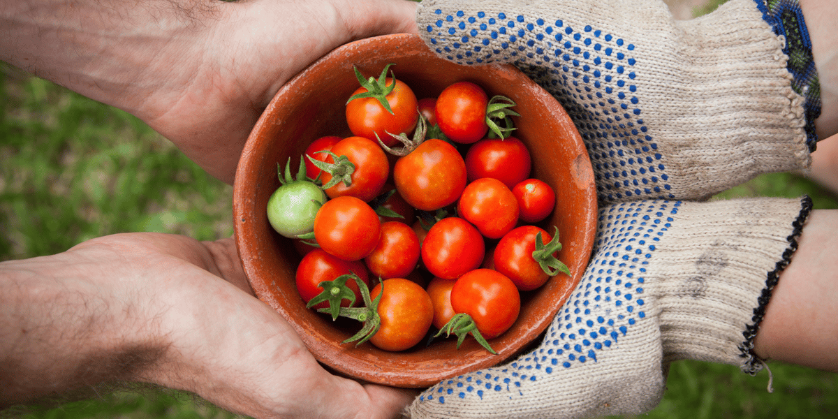Illustration agriculture, tomates, transmission