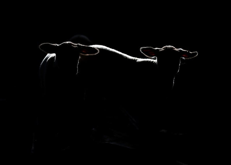 La creation d'un delit de maltraitance animale envisagee