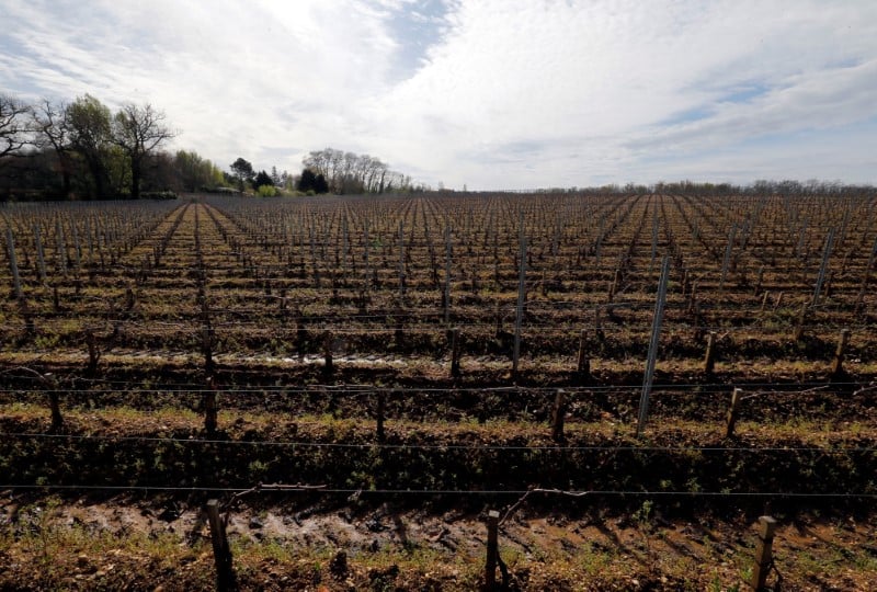 La grele a fait de gros degats dans le vignoble bordelais
