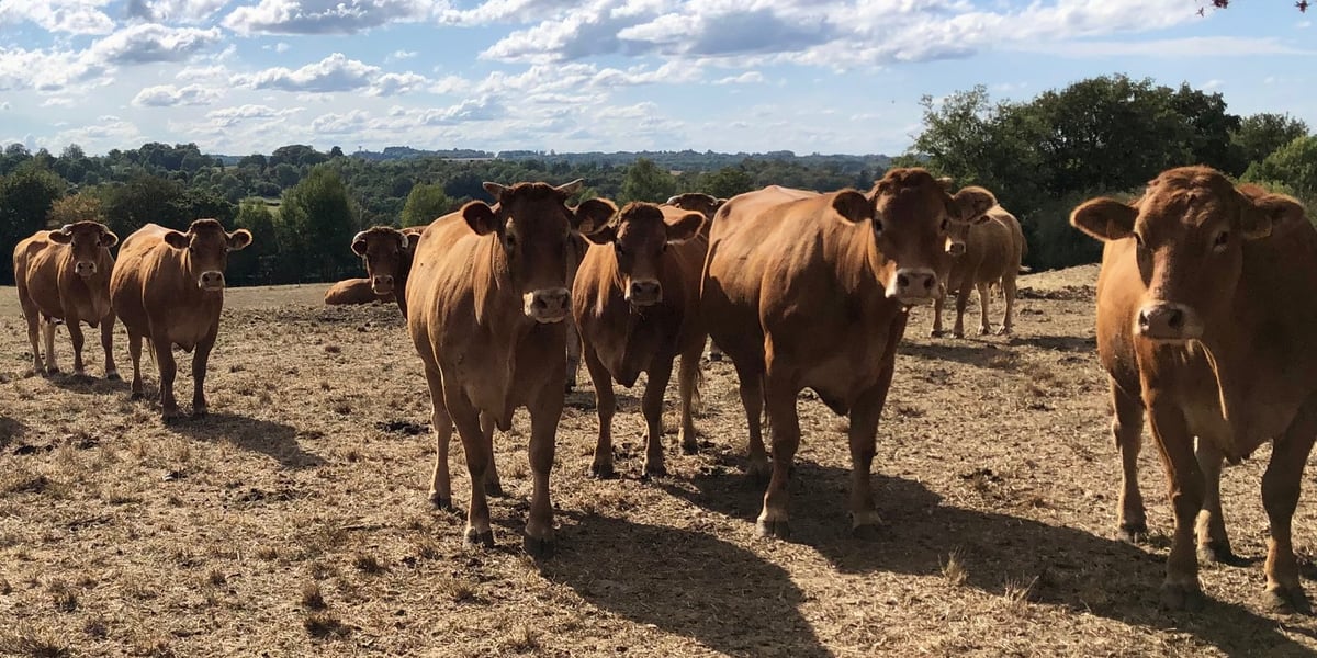 La maladie hémorragique épizootique a été détectée sur les bovins en France en septembre 2023.