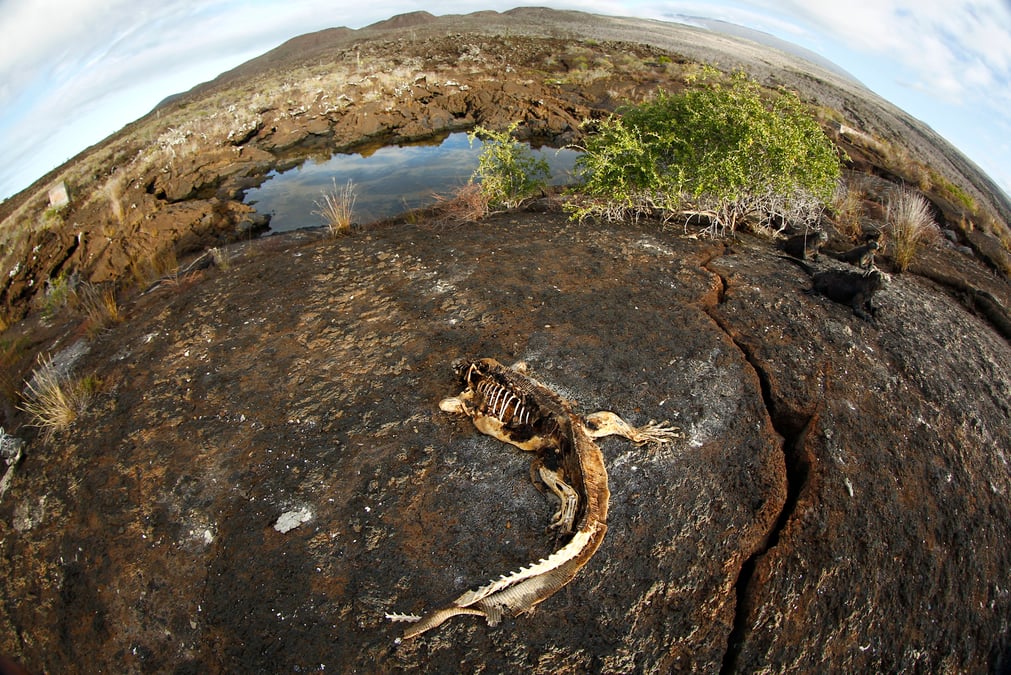 Galapagos, biodiversité, écologie, iguane, extinction espèces menacées, planète, fisheye
