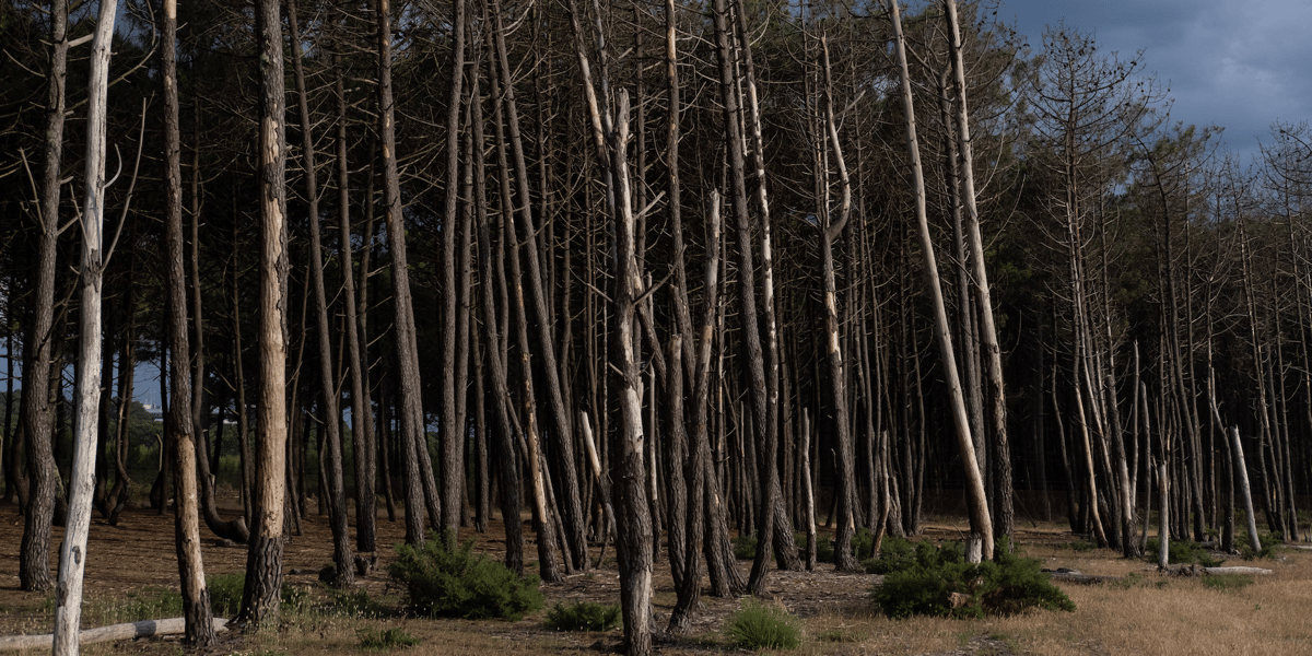 forêt