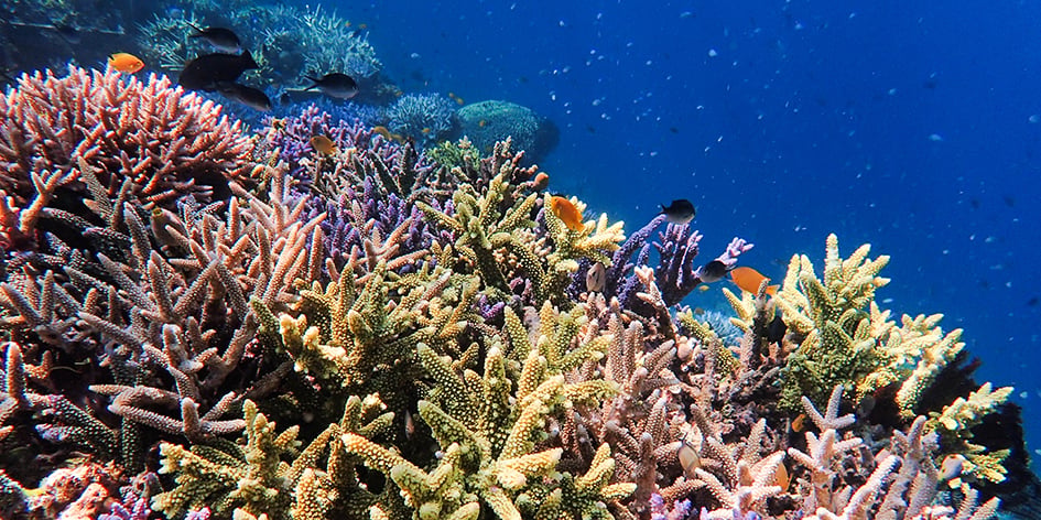 Selon le Giec, 70 % à 90 % des récifs coralliens sont voués à disparaître en raison, entre autres, de l’acidification des océans et de l’augmentation des températures.